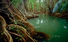 Dominica1920x12004-10-2012 3_24_44 PM Bing Desktop